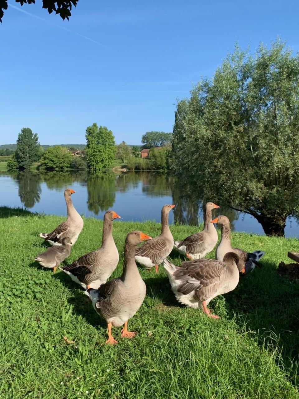 Hotel-Restaurant Cote Rivage Badefols-sur-Dordogne Luaran gambar